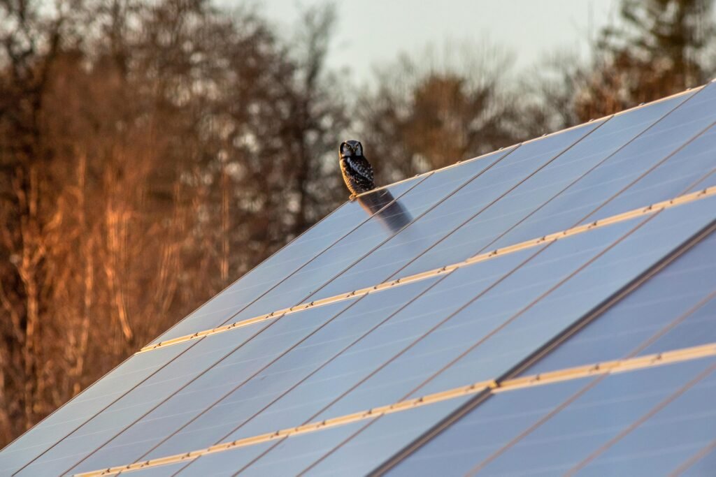 Did someone order a pigeon eviction? - pexels erik karits 2093459 10268580 scaled