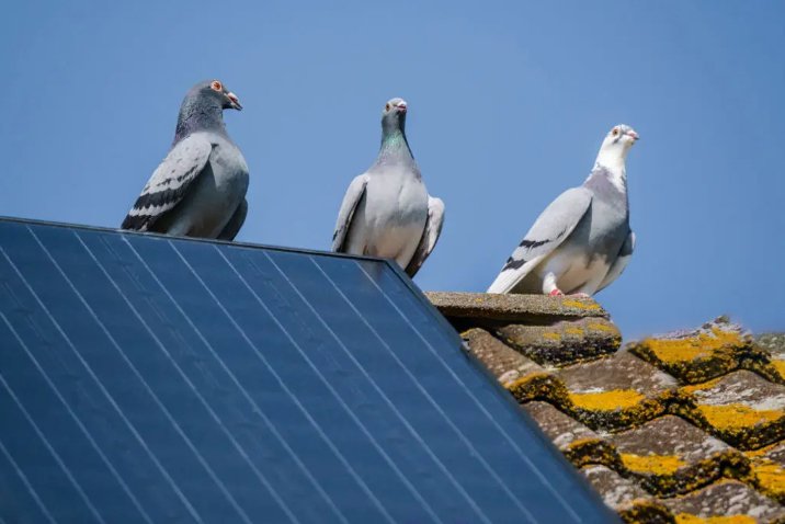 Did someone order a pigeon eviction? product detail view - specifications and features